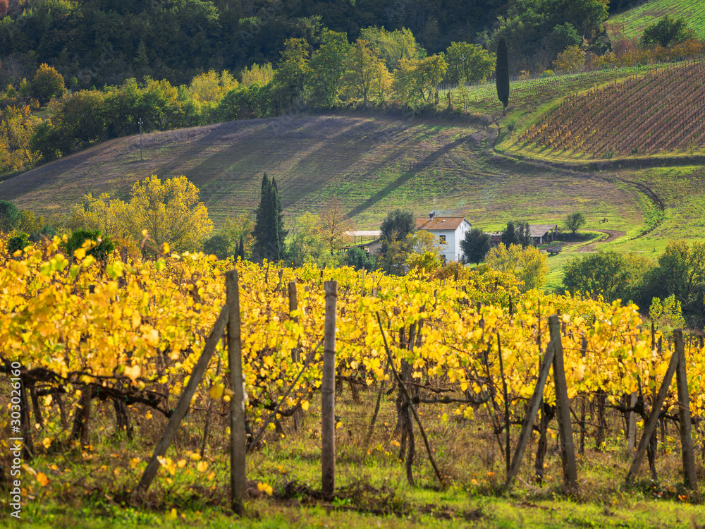 farm landscape with vineyard and villa in Tuscany in Italy