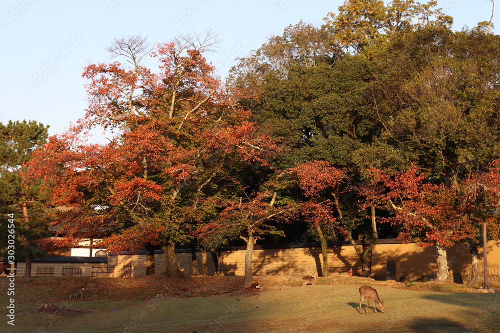 Obraz premium 奈良公園 日本