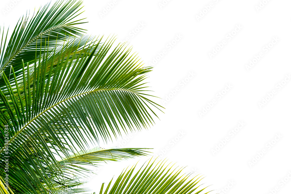Green Leaves of palm ,coconut tree bending isolated on white background Green Leaves of palm ,coconut tree bending isolated on white background