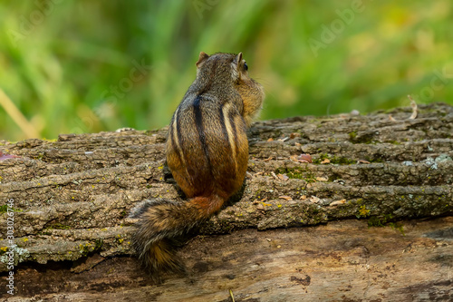 Eastern chipmunk (Tamias striatus) on the park - eastern North America Natural scene from Wisconsin state forest.