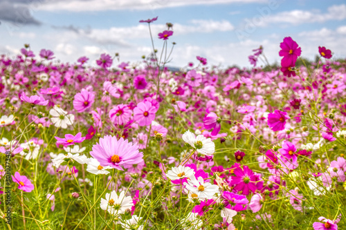 field of pink flowers © win