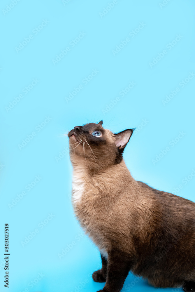 a large adult Siamese cat looks up. blue background
