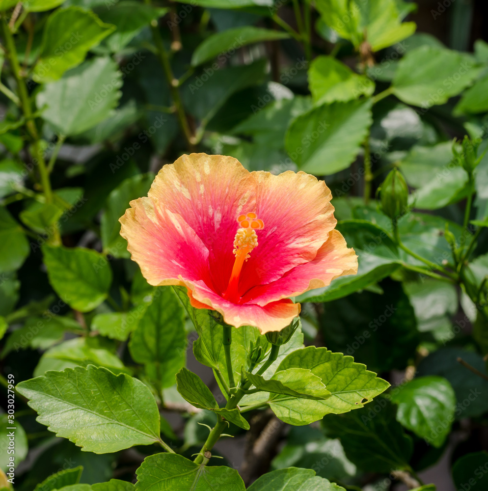Pink flower and blur background in the garden Pink flower and blur background in the garden