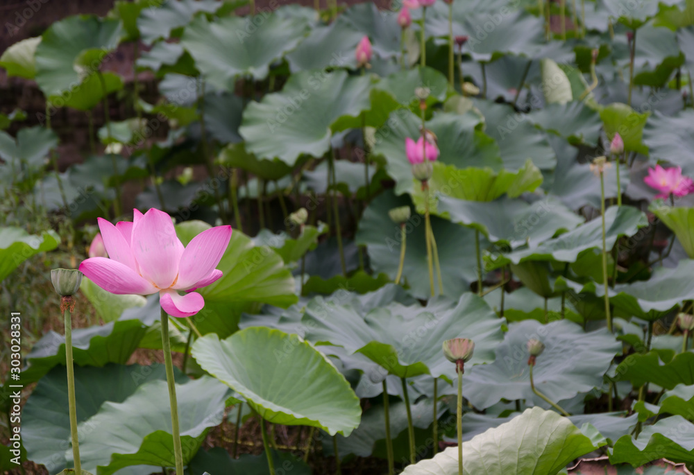 Pink lotus flowers and green leaves in nature pond Pink lotus flowers and green leaves in nature pond