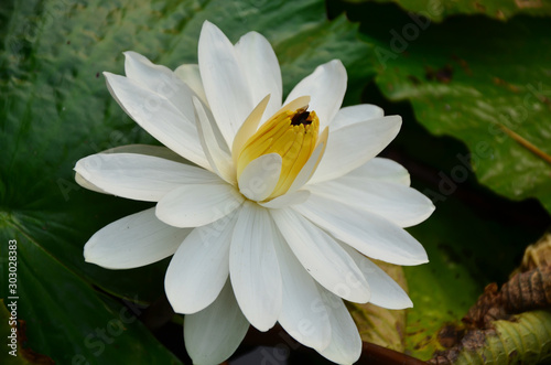 White lotus flowers and green leaves in nature pond