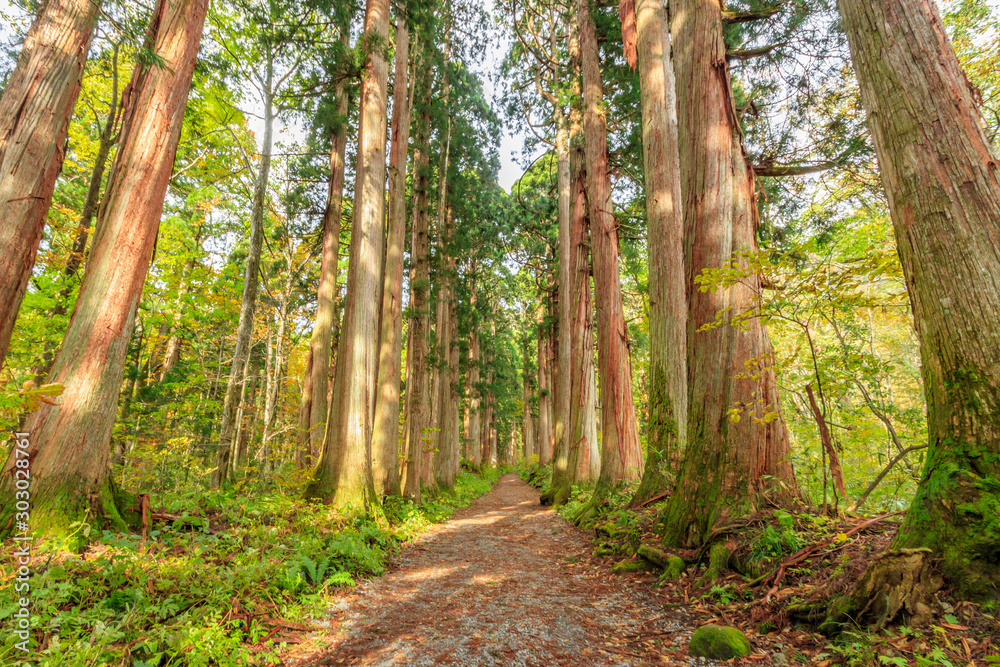 Fototapeta premium 戸隠神社奥社 参道 杉並木 長野県戸隠 Togakushi Shrine Approach Row of cedar trees Nagano Togakushi