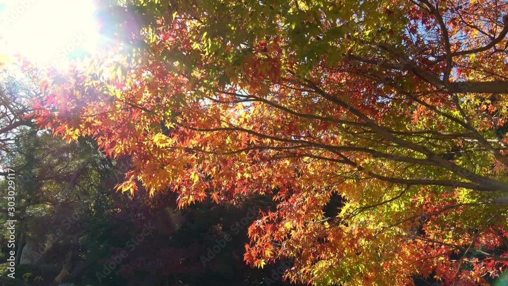 Japanese maple leaves, autumn leaves swaying with sun flare. 4K Japanese maple leaves, autumn leaves swaying with sun flare. 4K