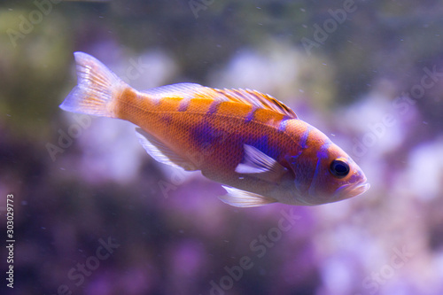 The Chalk bass (Serranus tortugarum).
