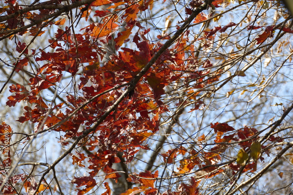 red leaves in fall