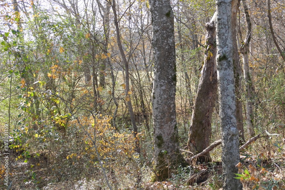 Obraz premium creek side, November