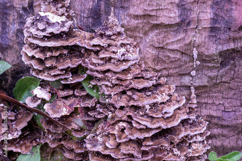 Fungi of a Stump