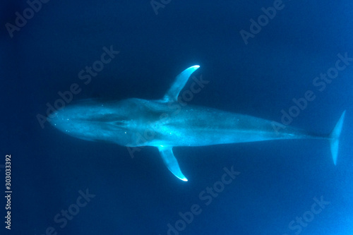 Blue Whale underwater © Richard Carey
