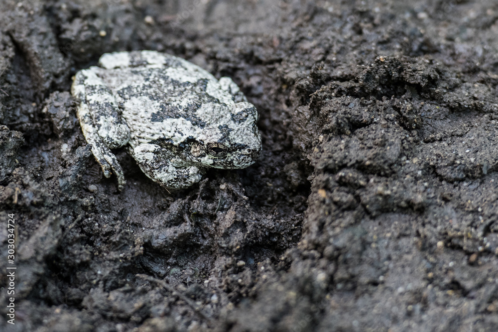 Naklejka premium Gray Tree Frog Sitting In A Boot Print