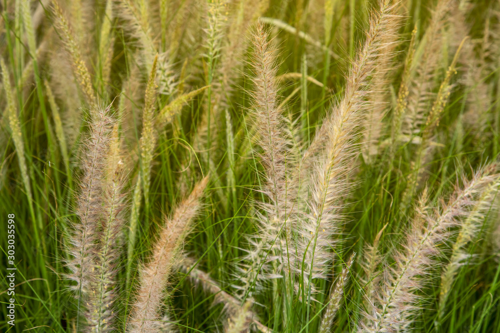 green grass in the wind green grass in the wind