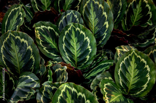 Tropical Calathea roseopicta leaf texture in garden,abstract nature green background. 