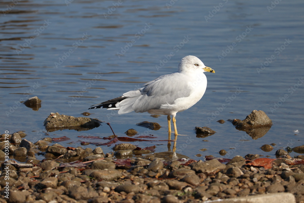 Seagull Standing In The Water Seagull Standing In The Water