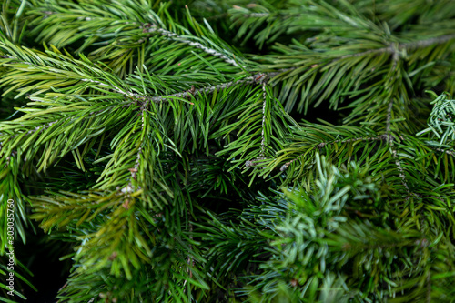 Christmas tree background. Spruce branches shot with shallow depth of field.