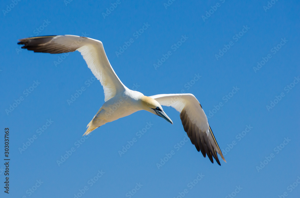 Fototapeta premium Northern gannet in flight