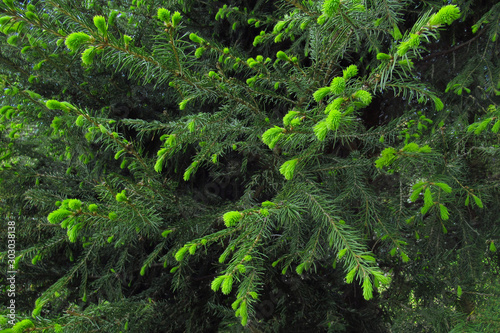 Branches of a tree spruce, Christmas tree, New Year's holiday, plant, background, greens, congratulation; .......