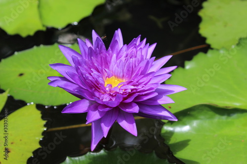 lotus in a pond