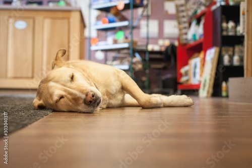 Yellow Lab Sleeping On Floor In Pet Store