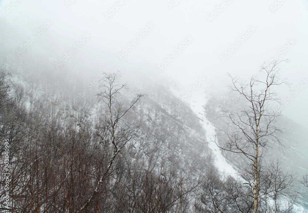 Misty cloud forest in winter season Misty cloud forest in winter season