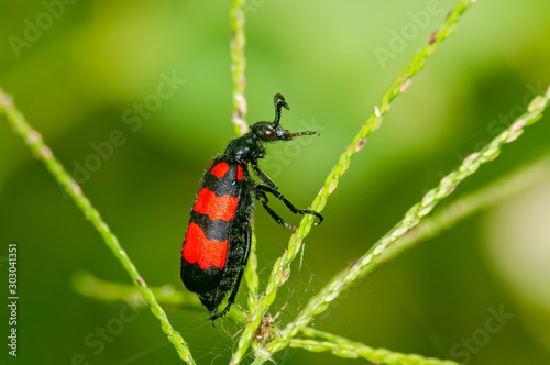 A blister beetle on its way on a leaf