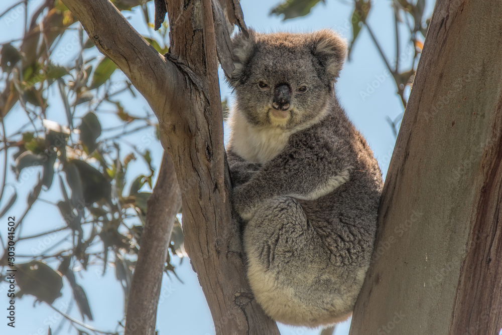 Fototapeta premium koala in a tree
