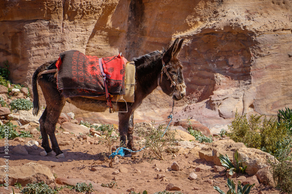 Little donkey in Jordan watching tourists in popular place of Petra Stock  Photo | Adobe Stock