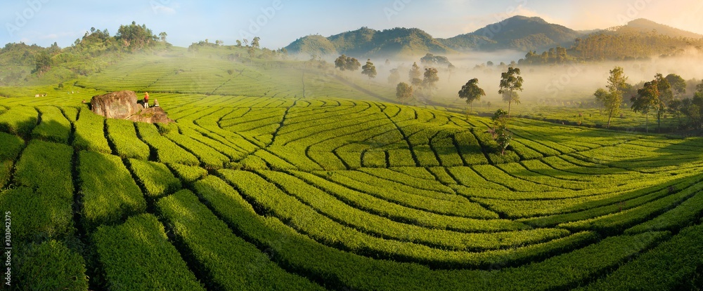 Tea plantation panorama at sunrise, Ciwidey, Java, Indonesia
