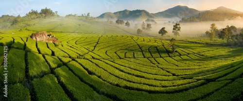 Tea plantation panorama at sunrise, Ciwidey, Java, Indonesia photo