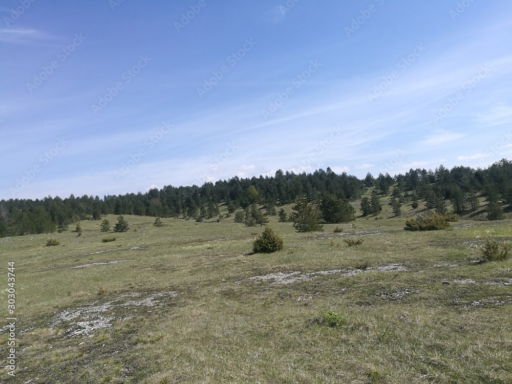 Obraz premium sheep in a field