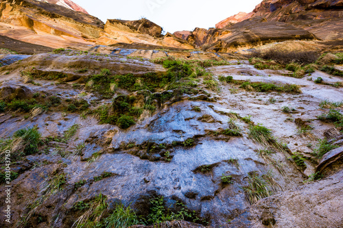 Foto Hanging gardens on tall vertical cliffs along the Riverside Walk trail in Zion N