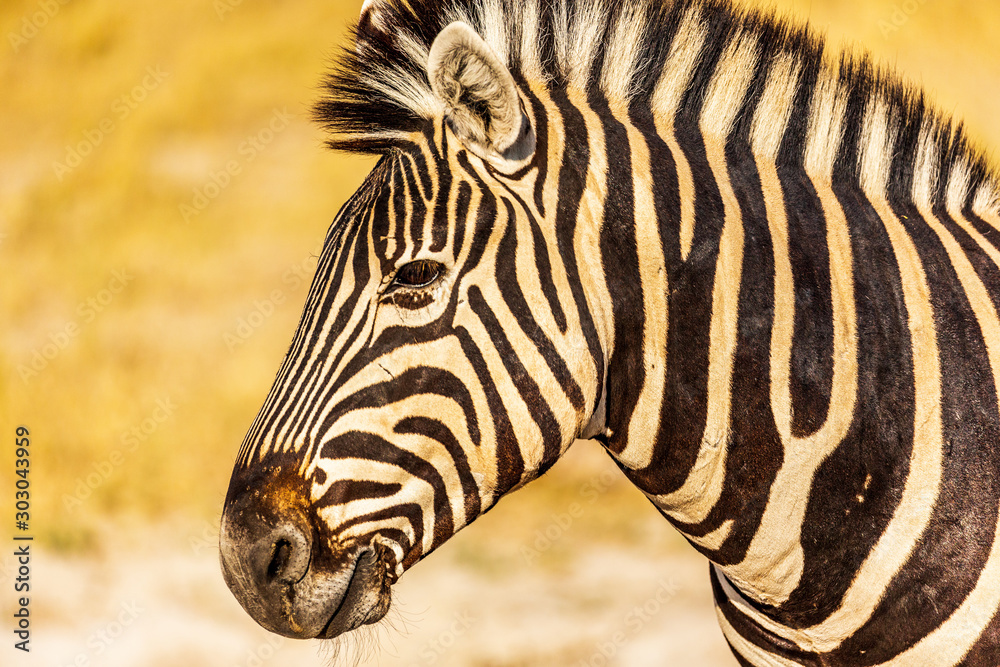 Fototapeta premium Zebra portrait at Etosha national park in Namibia, Africa
