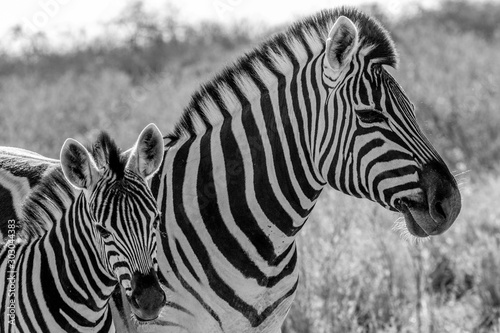 Zebras  mother and son  at Etosha national park in Namibia  Africa 