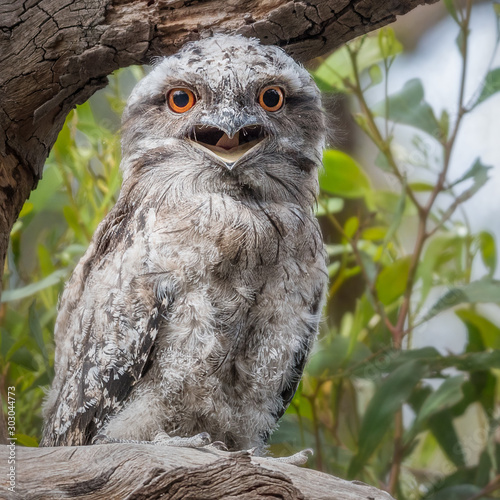 Tawny Frogmouth (Podargus strigoides) chick