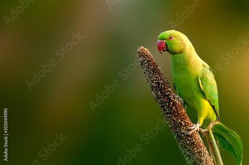 Rose ringed parakeet eating grains on a millet plant
