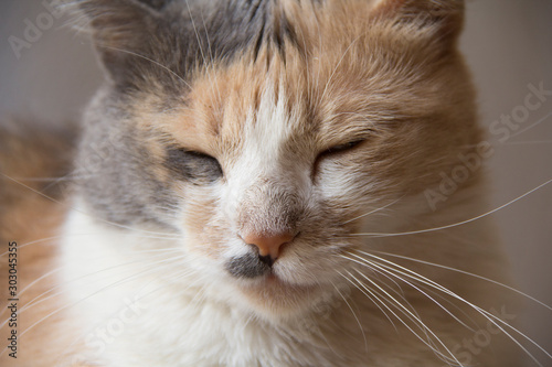 cat