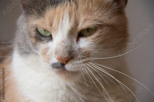 cat with blue eyes