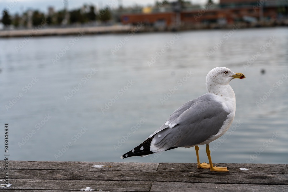 Seagull standing in a platform near the sea. Calm and beautiful bird Seagull standing in a platform near the sea. Calm and beautiful bird