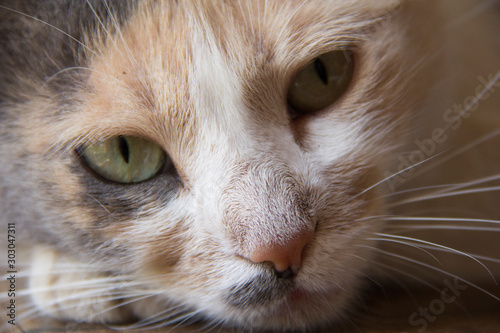 portrait of a cat