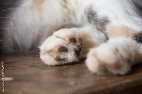 sleeping kitten