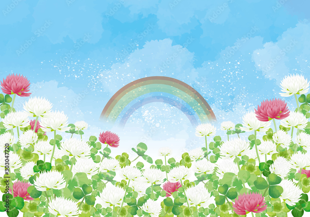 Fototapeta premium シロツメクサ：シロツメクサ 春 春の花 草原 自然 花 4月 群生 晴天 青空 満開