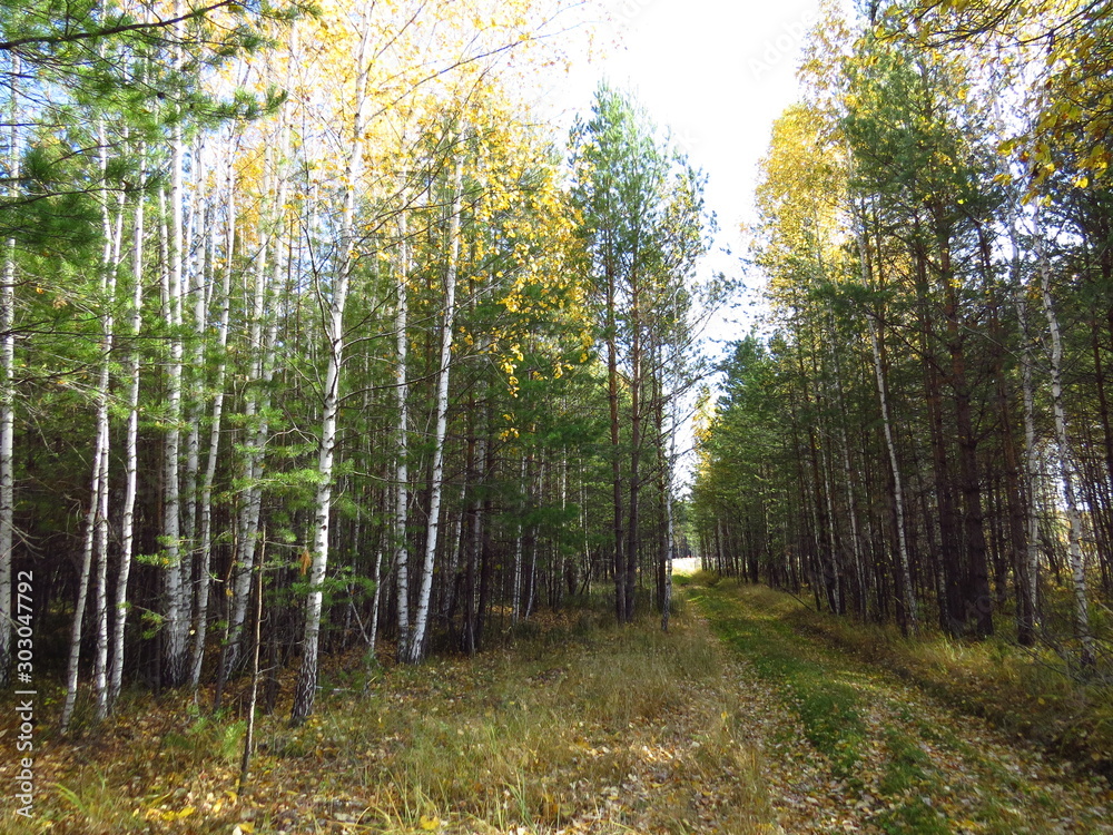 Obraz premium autumn forest