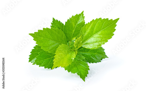 Shiso leaf on white background.