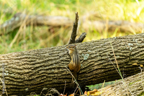 Eastern chipmunk (Tamias striatus) on the park - eastern North America Natural scene from Wisconsin state forest. photo