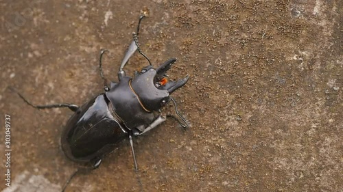 Stag beetle (Odontolabis dalmani) on the wall close-up, Bali, Indonesia photo