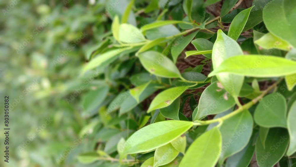 green leaves of tree