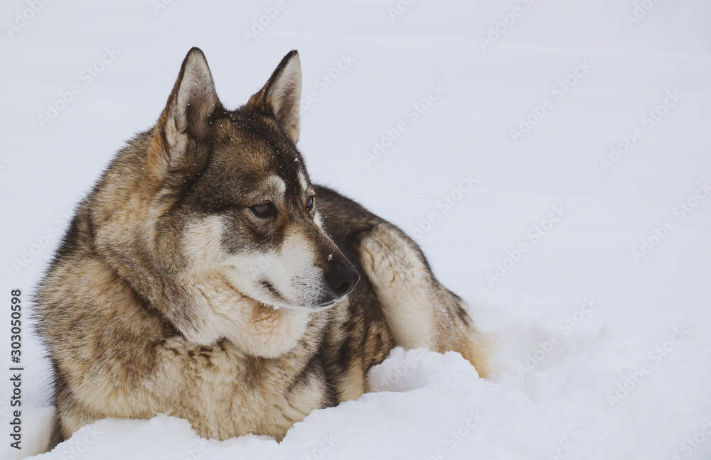 West Siberian husky resting in a snowdrift of white cold snow