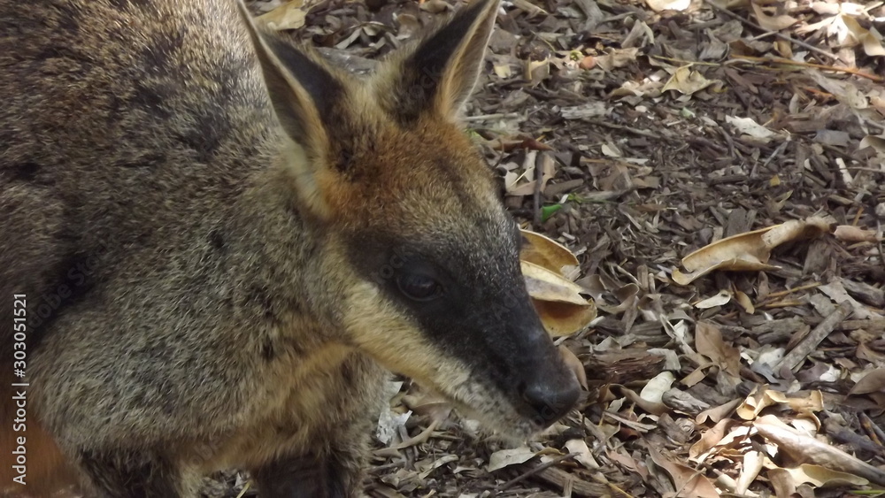 wallaby